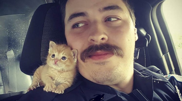 Полицейский спас котенка, теперь они служат вместе Полицейский спас котенка, теперь они служат вместе