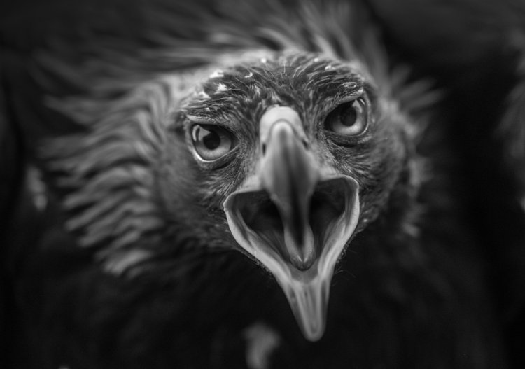 Самые популярные черно-белые фотографии на 500px этого года Самые популярные черно-белые фотографии на 500px этого года
