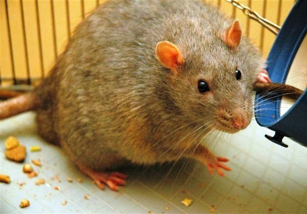 Крупнейшие особи различных животных Крупнейшие особи различных животных
