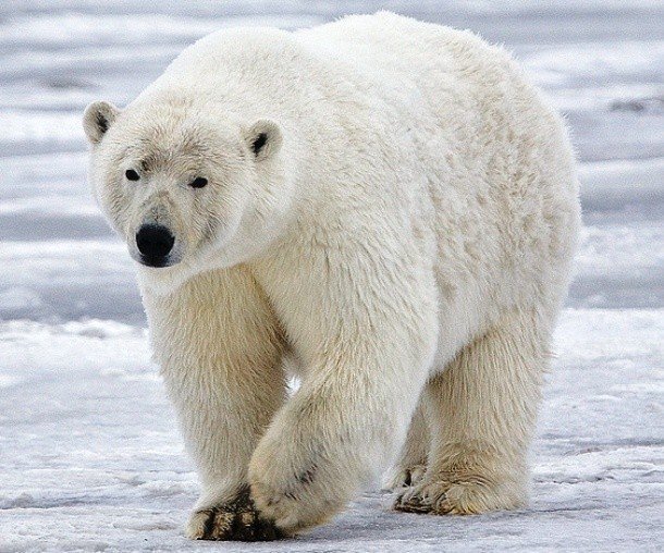 Крупнейшие особи различных животных Крупнейшие особи различных животных