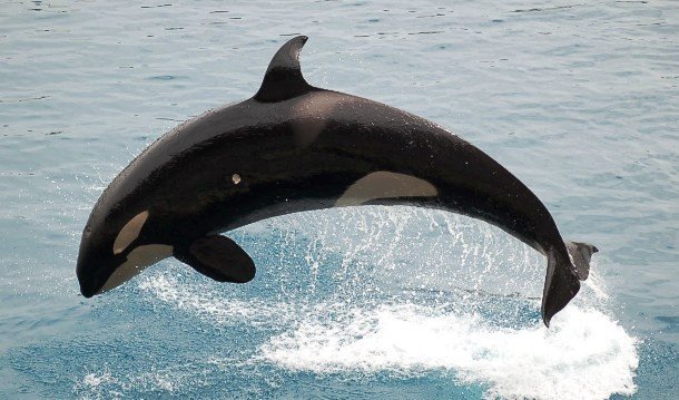Крупнейшие особи различных животных Крупнейшие особи различных животных