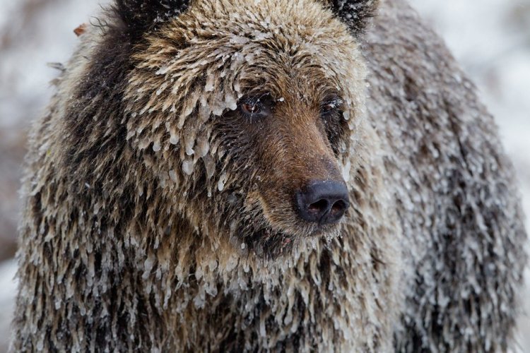 Жизнь медведей на снимках Пола Никлена Жизнь медведей на снимках Пола Никлена