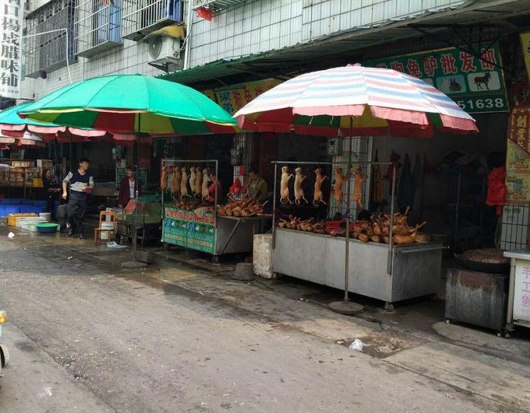 Фестиваль собачьего мяса в Китае Фестиваль собачьего мяса в Китае