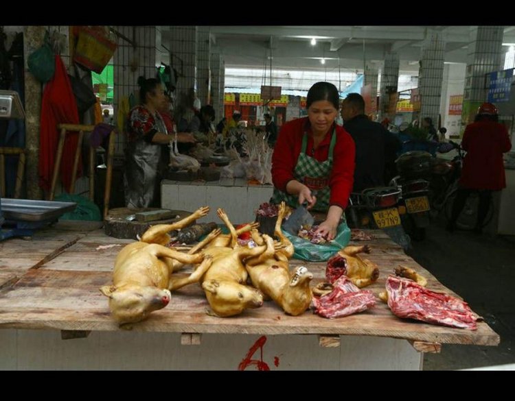 Фестиваль собачьего мяса в Китае Фестиваль собачьего мяса в Китае