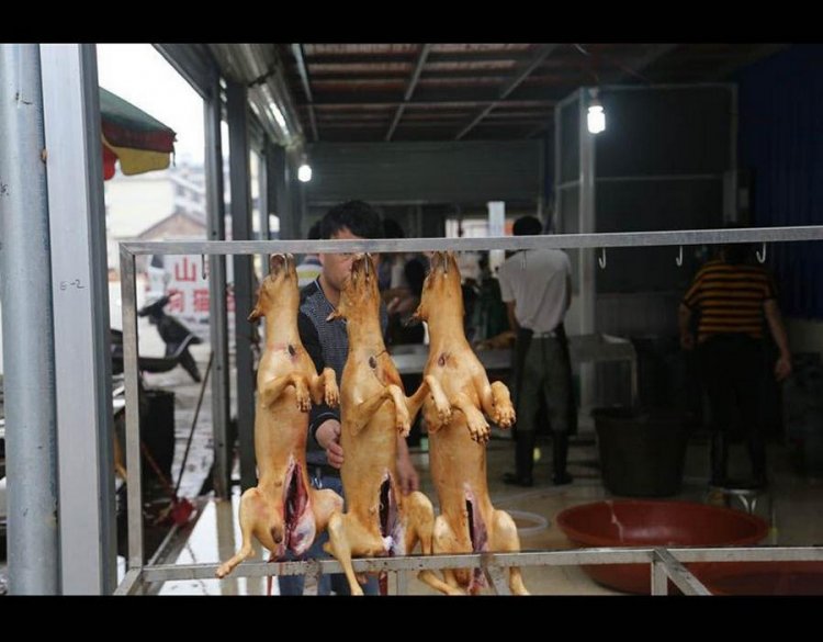 Фестиваль собачьего мяса в Китае Фестиваль собачьего мяса в Китае