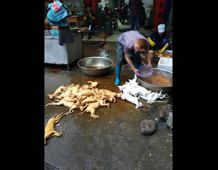 Фестиваль собачьего мяса в Китае Фестиваль собачьего мяса в Китае