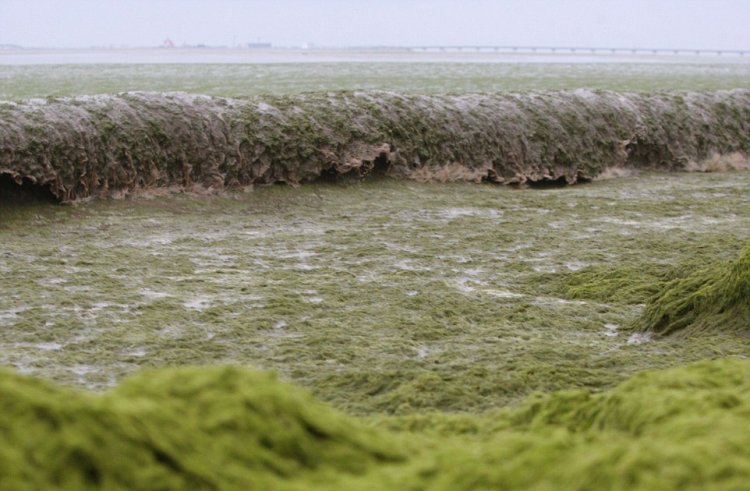 Тонны водорослей не мешают китайцам отдыхать Тонны водорослей не мешают китайцам отдыхать