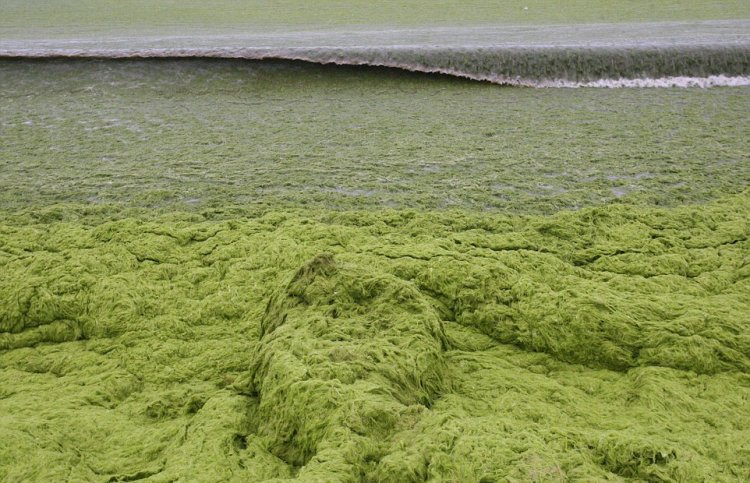 Тонны водорослей не мешают китайцам отдыхать Тонны водорослей не мешают китайцам отдыхать