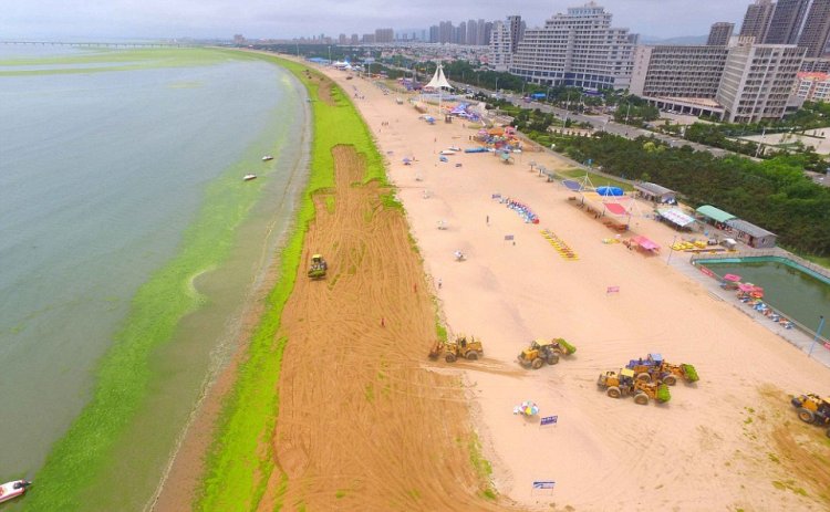 Тонны водорослей не мешают китайцам отдыхать Тонны водорослей не мешают китайцам отдыхать