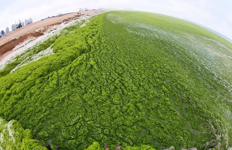 Тонны водорослей не мешают китайцам отдыхать Тонны водорослей не мешают китайцам отдыхать