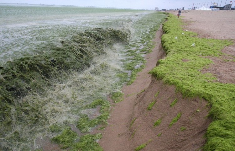 Тонны водорослей не мешают китайцам отдыхать Тонны водорослей не мешают китайцам отдыхать