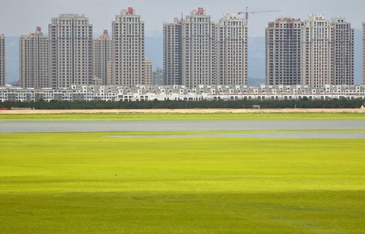 Тонны водорослей не мешают китайцам отдыхать Тонны водорослей не мешают китайцам отдыхать