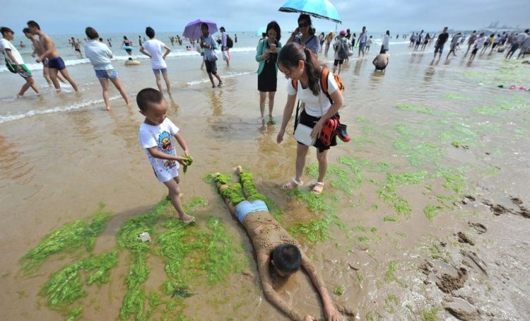 Тонны водорослей не мешают китайцам отдыхать Тонны водорослей не мешают китайцам отдыхать