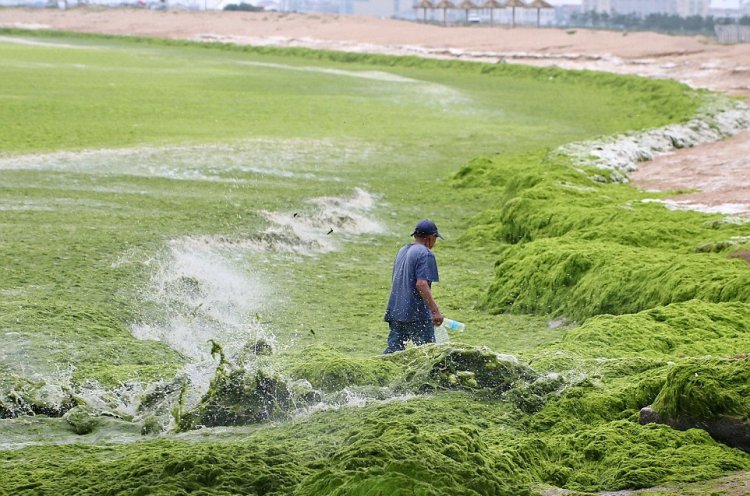 Тонны водорослей не мешают китайцам отдыхать Тонны водорослей не мешают китайцам отдыхать