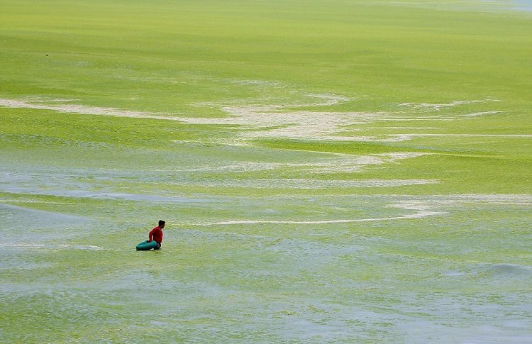Тонны водорослей не мешают китайцам отдыхать Тонны водорослей не мешают китайцам отдыхать