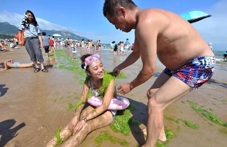 Тонны водорослей не мешают китайцам отдыхать Тонны водорослей не мешают китайцам отдыхать