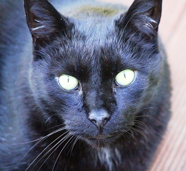 Животные-герои, которые спасли жизнь людям Животные-герои, которые спасли жизнь людям