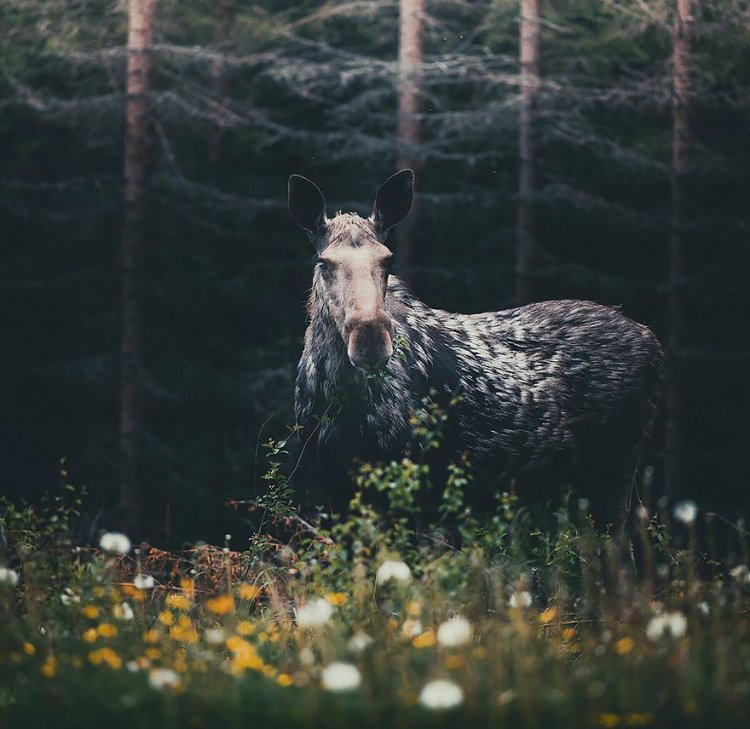 Душа леса: фотограф Конста Пункка Душа леса: фотограф Конста Пункка