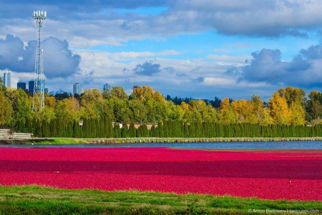 Сбор урожая клюквы в Ричмонде (фото) Сбор урожая клюквы в Ричмонде (фото)