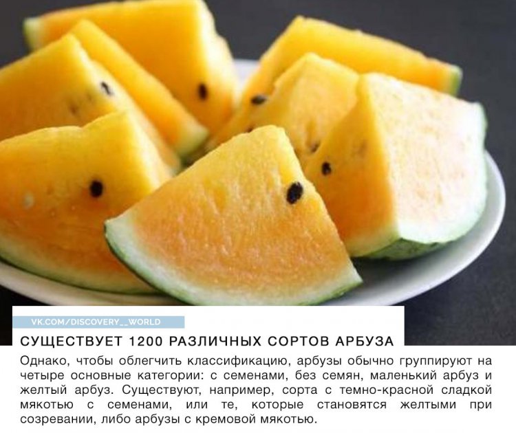 Все, что вы хотели знать об арбузах, но стеснялись спросить))) (фото) Все, что вы хотели знать об арбузах, но стеснялись спросить))) (фото)