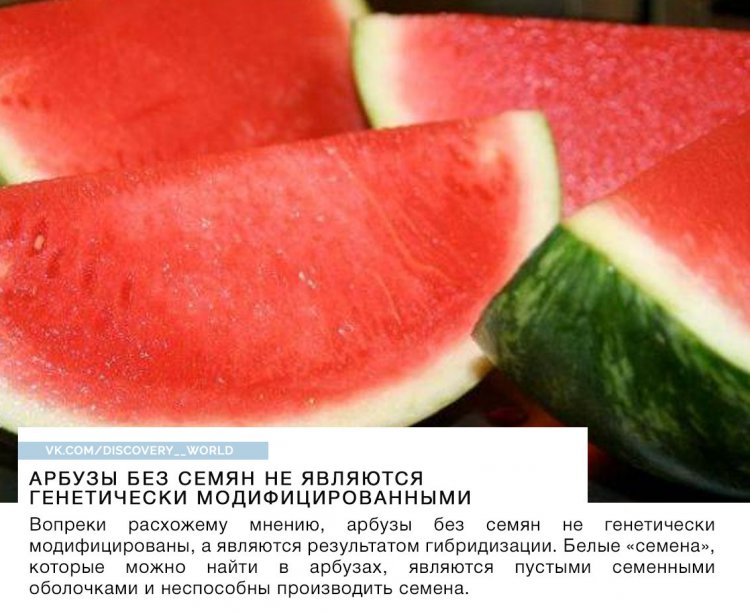Все, что вы хотели знать об арбузах, но стеснялись спросить))) (фото) Все, что вы хотели знать об арбузах, но стеснялись спросить))) (фото)