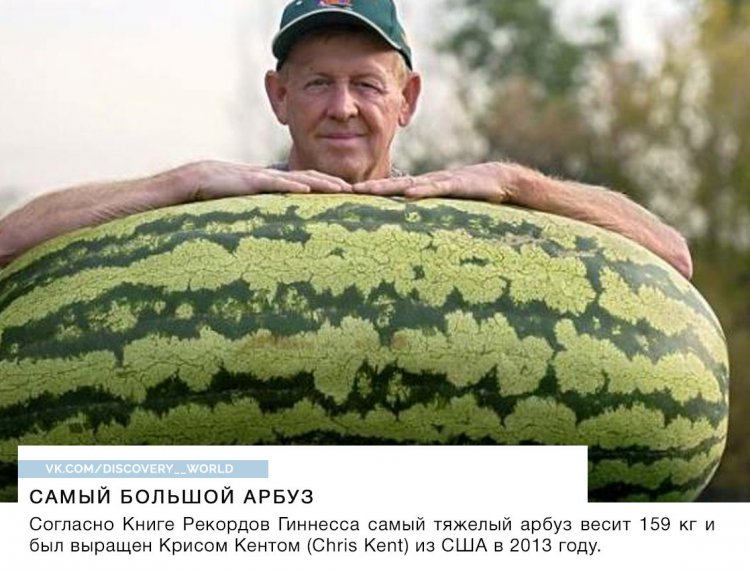 Все, что вы хотели знать об арбузах, но стеснялись спросить))) (фото) Все, что вы хотели знать об арбузах, но стеснялись спросить))) (фото)