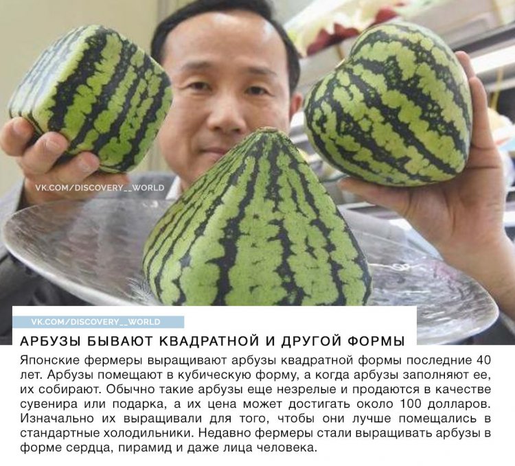 Все, что вы хотели знать об арбузах, но стеснялись спросить))) (фото) Все, что вы хотели знать об арбузах, но стеснялись спросить))) (фото)