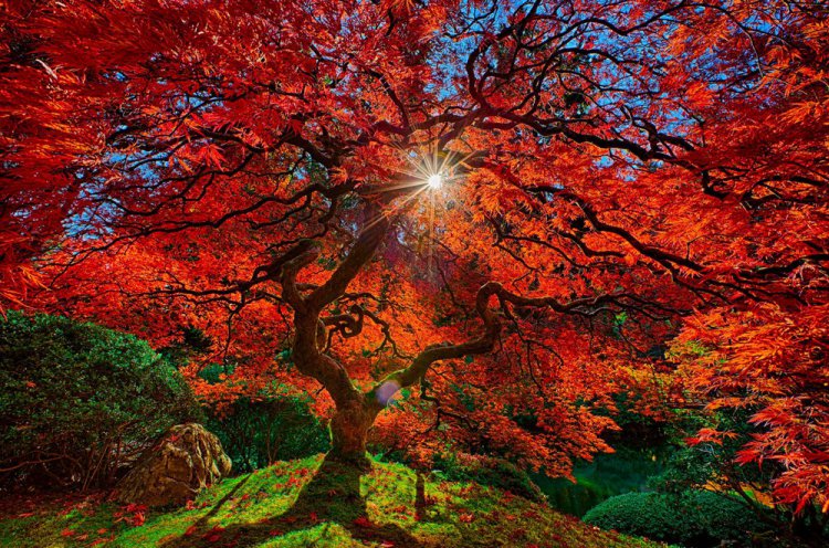 Самые фотогеничные деревья Самые фотогеничные деревья