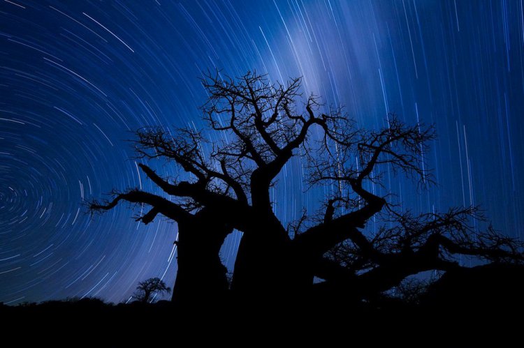 Самые фотогеничные деревья Самые фотогеничные деревья