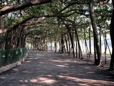 Великое дерево: в Индии растет дерево, которое занимает площадь 1,5 гектара (фото) Великое дерево: в Индии растет дерево, которое занимает площадь 1,5 гектара (фото)