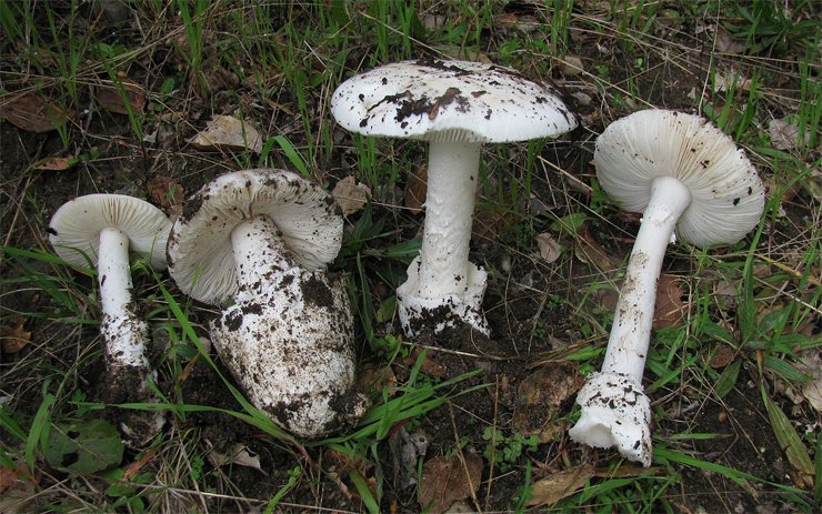 Самые опасные и ядовитые грибы Самые опасные и ядовитые грибы