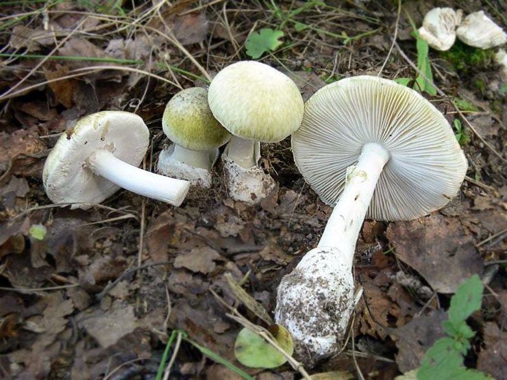 Самые опасные и ядовитые грибы Самые опасные и ядовитые грибы