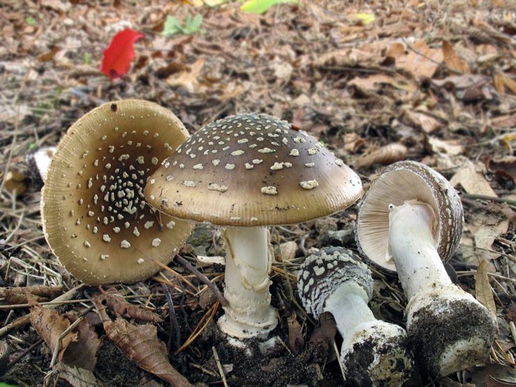 Самые опасные и ядовитые грибы Самые опасные и ядовитые грибы