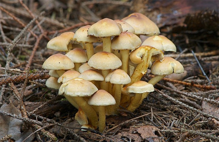 Самые опасные и ядовитые грибы Самые опасные и ядовитые грибы