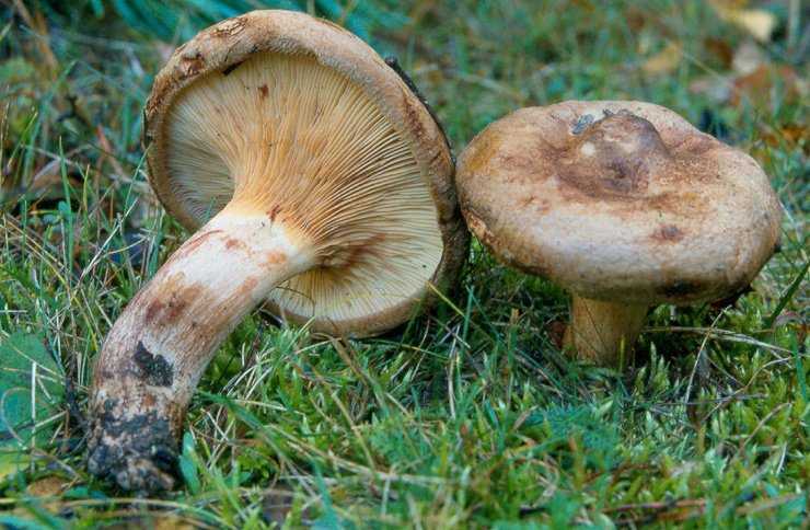 Самые опасные и ядовитые грибы Самые опасные и ядовитые грибы
