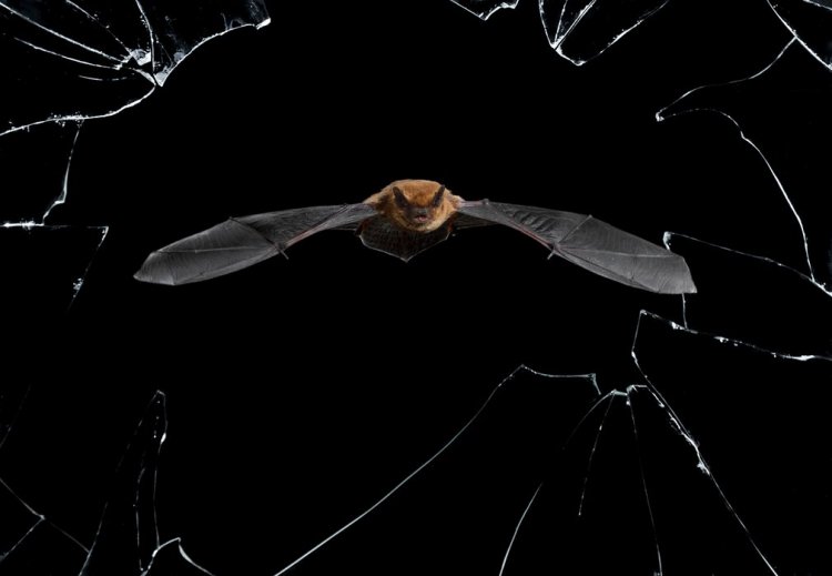 Финалисты фотоконкурса Wildlife Photographer of the Year 2016 Финалисты фотоконкурса Wildlife Photographer of the Year 2016
