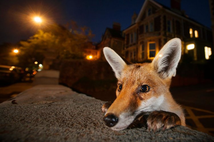 Финалисты фотоконкурса Wildlife Photographer of the Year 2016 Финалисты фотоконкурса Wildlife Photographer of the Year 2016