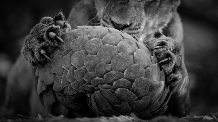 Финалисты фотоконкурса Wildlife Photographer of the Year 2016 Финалисты фотоконкурса Wildlife Photographer of the Year 2016