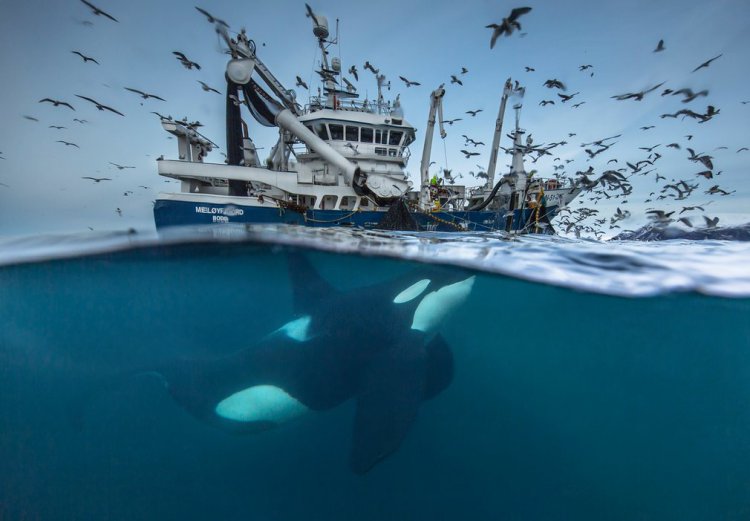 Финалисты фотоконкурса Wildlife Photographer of the Year 2016 Финалисты фотоконкурса Wildlife Photographer of the Year 2016