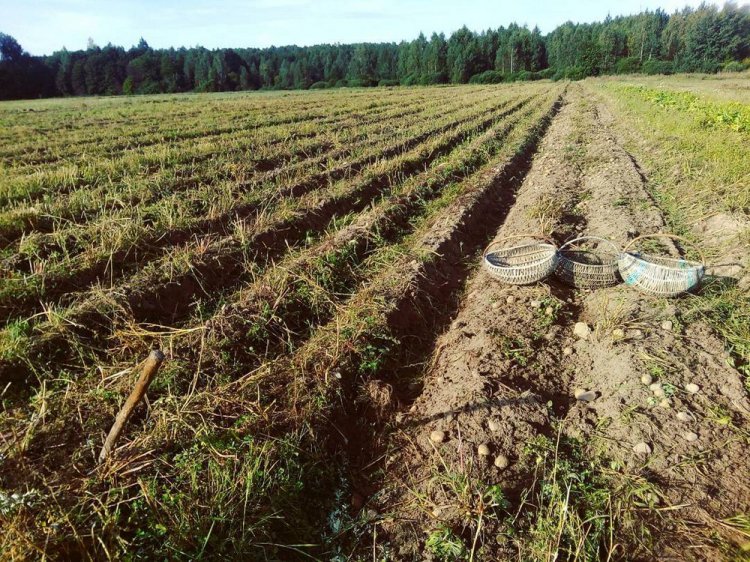 Белорусы капают бульбу Белорусы капают бульбу
