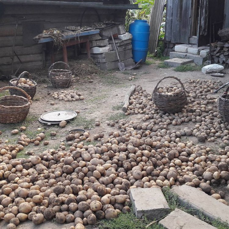 Белорусы капают бульбу Белорусы капают бульбу