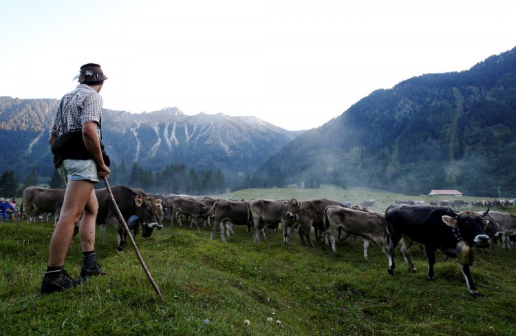 “Almabtrieb” в Гармании “Almabtrieb” в Гармании