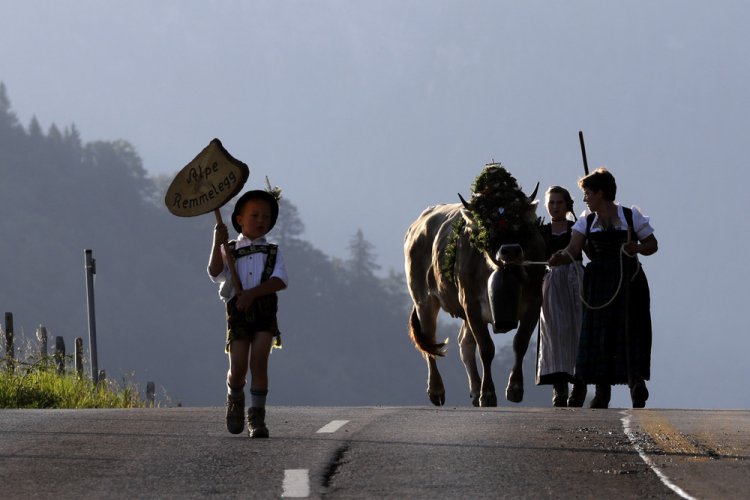 “Almabtrieb” в Гармании “Almabtrieb” в Гармании
