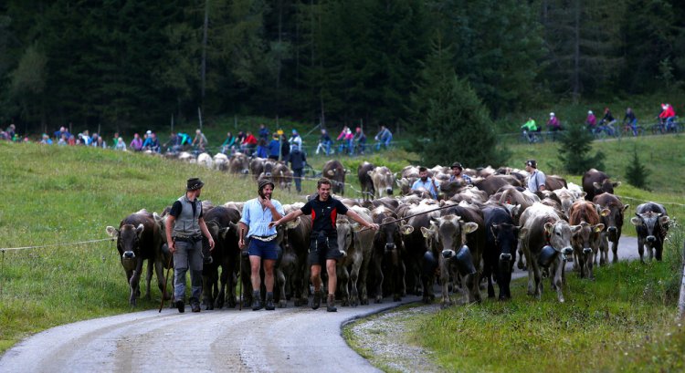 “Almabtrieb” в Гармании “Almabtrieb” в Гармании