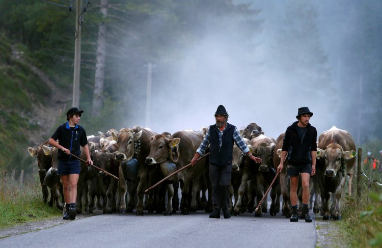“Almabtrieb” в Гармании “Almabtrieb” в Гармании