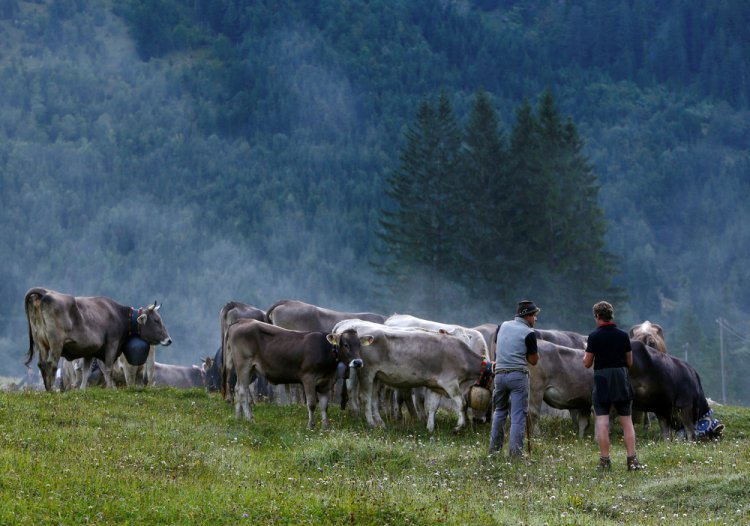 “Almabtrieb” в Гармании “Almabtrieb” в Гармании