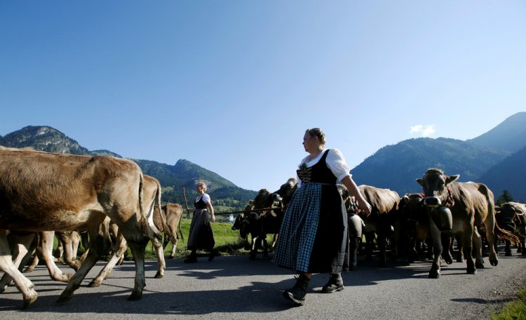 “Almabtrieb” в Гармании “Almabtrieb” в Гармании