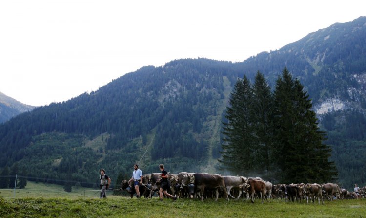 “Almabtrieb” в Гармании “Almabtrieb” в Гармании