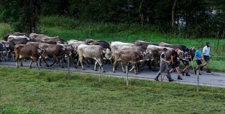 “Almabtrieb” в Гармании “Almabtrieb” в Гармании