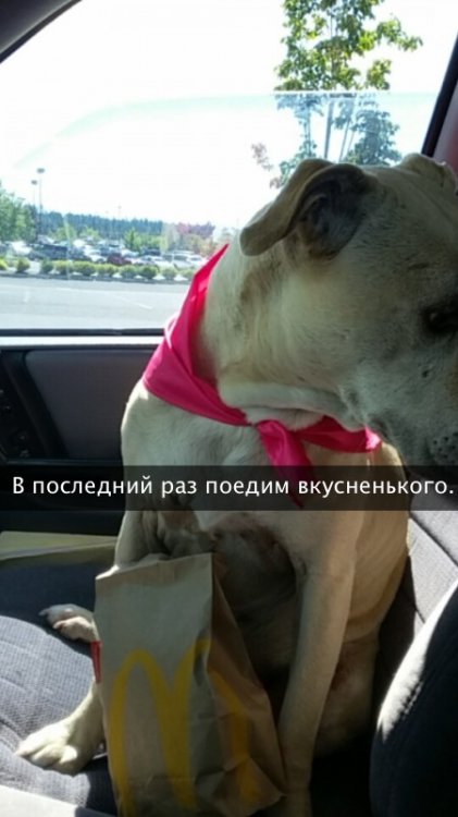 Хозяйка рассказала о последнем дне своей любимой собаки Хозяйка рассказала о последнем дне своей любимой собаки